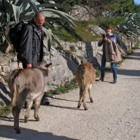 Cokarić u šetnji sa magarcima