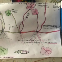 Radne skice Armine Pilav, Korčula, lipanj 2020