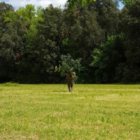 Spinozin gnjev jednog stabla, 2016.